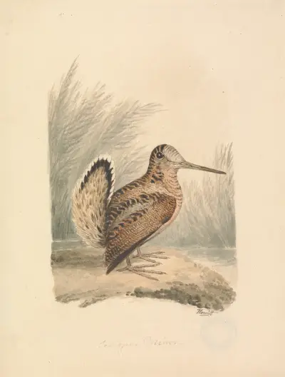 En morkulla av Samuel Howitt