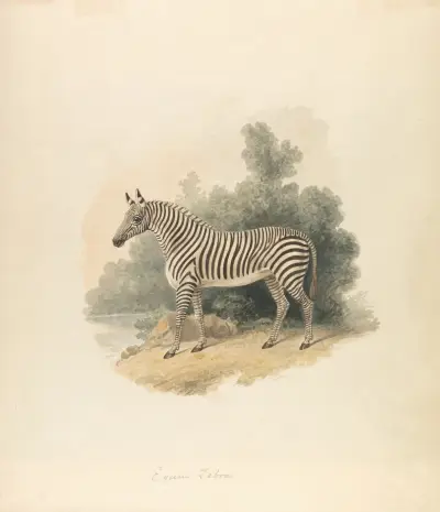 Zebra, Samuel Howitt