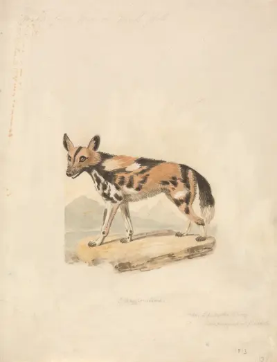 Abyssinian Dog av Samuel Howitt