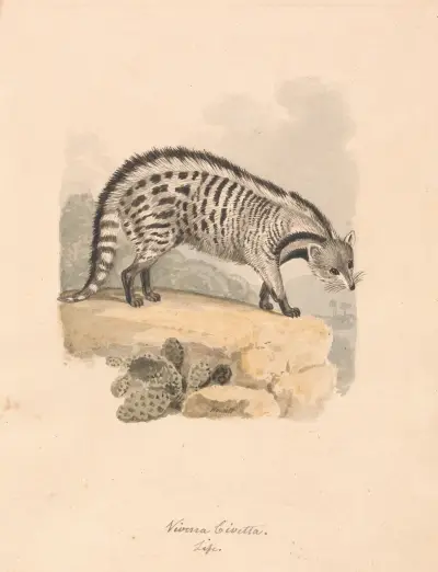 African Civet, Samuel Howitt