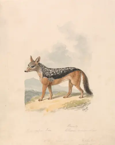 Černohřbetý šakal, Samuel Howitt