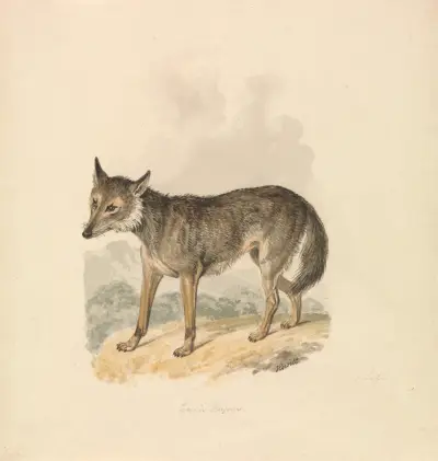 Canis Lupus, neboli vlk obecný, Samuel Howitt