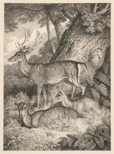Fallow Deer, Samuel Howitt