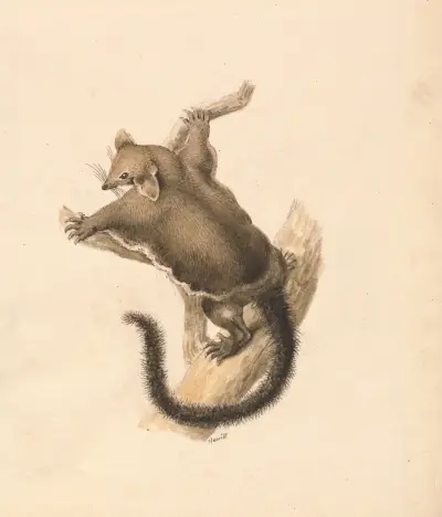 Flying Squirrel av Samuel Howitt