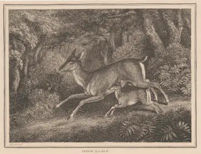 Hind and Calf, Samuel Howitt