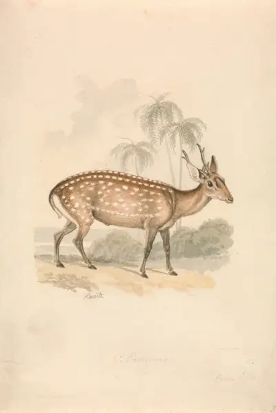 Hog Deer av Samuel Howitt