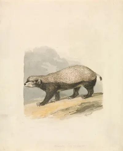 Honey-Badger, Samuel Howitt