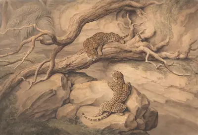 Leopards at Play Among Fallen Trees and Rocks, Samuel Howitt