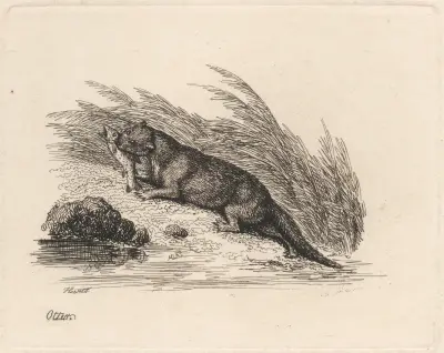 Otter av Samuel Howitt