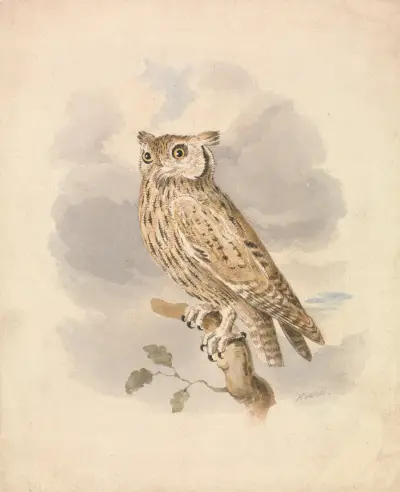Uggla rodu Scops, Samuel Howitt