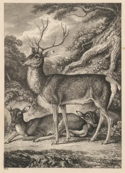 Stag, Samuel Howitt