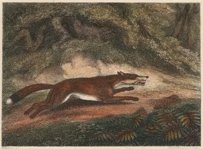 The Hunted Fox, Samuel Howitt