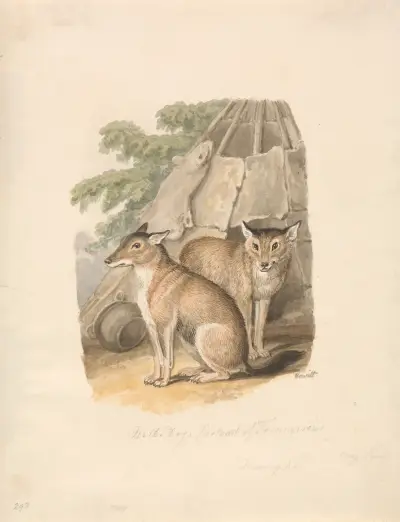 Two Huskies, Samuel Howitt
