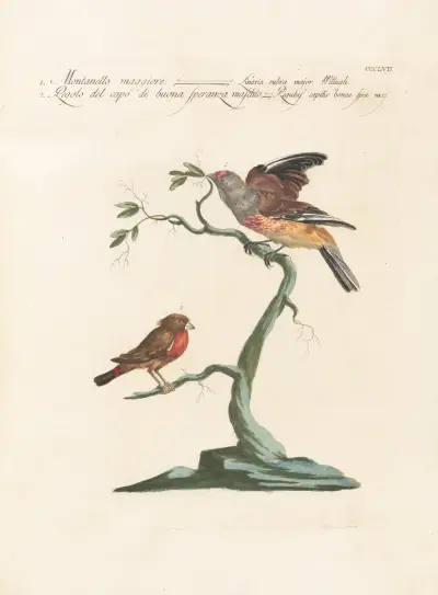 Ornithologia methodice digesta Pl.339 av Saverio Manetti