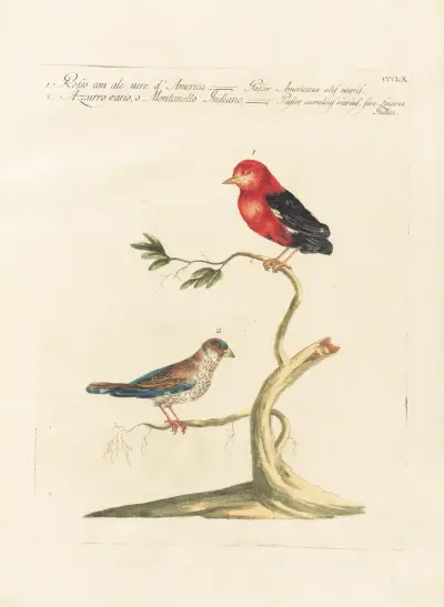 Ornithologia methodice digesta Pl.342 av Saverio Manetti