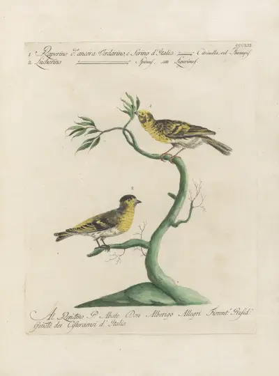 Ornithologia methodice digesta Pl.343 av Saverio Manetti