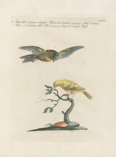 Ornithologia methodice digesta Pl.344 av Saverio Manetti