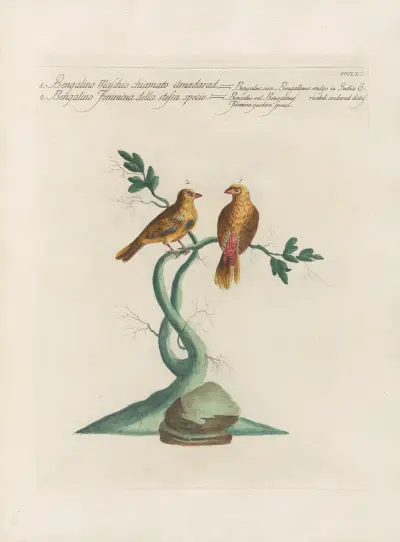 Ornithologia methodice digesta Pl.347 av Saverio Manetti