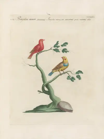 Ornithologia methodice digesta, Tafel 348 von Saverio Manetti