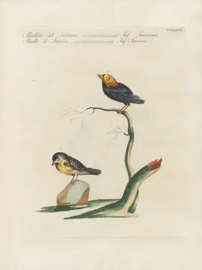 Ornithologia methodice digesta Pl.351 av Saverio Manetti