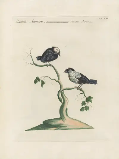 Ornithologia methodice digesta Pl.353 av Saverio Manetti