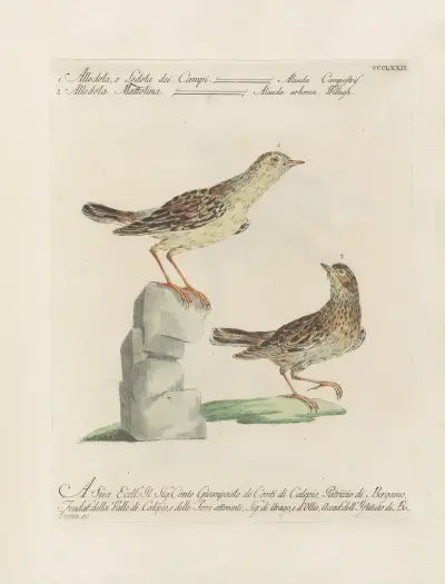 Ornithologia methodice digesta Pl.354 av Saverio Manetti
