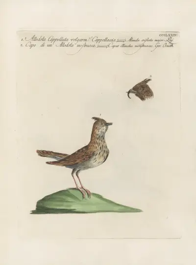 Ornithologia methodice digesta Pl.356 av Saverio Manetti
