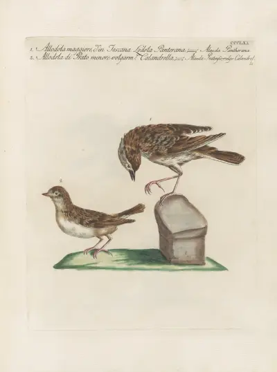 Ornithologia methodice digesta Pl.357 av Saverio Manetti