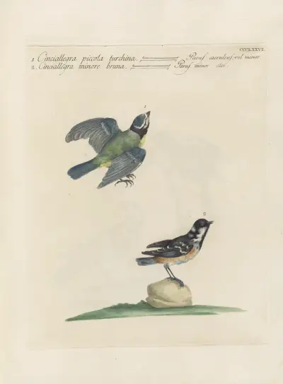 Ornithologia methodice digesta Pl.358 av Saverio Manetti