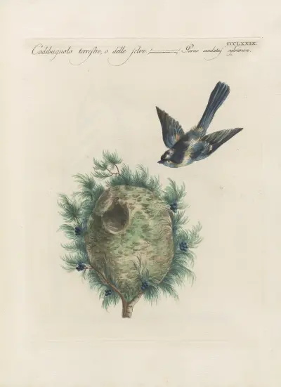 Ornithologia methodice digesta Pl.361 av Saverio Manetti