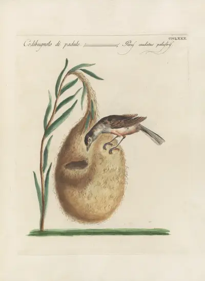 Ornithologia methodice digesta Pl.362 av Saverio Manetti