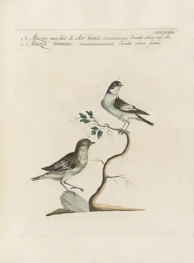Ornithologia methodice digesta Pl.363 av Saverio Manetti