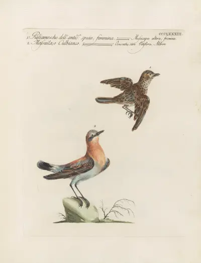 Ornithologia methodice digesta Pl.365 av Saverio Manetti