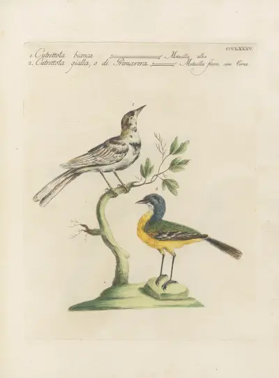 Ornithologia methodice digesta Pl.367 av Saverio Manetti