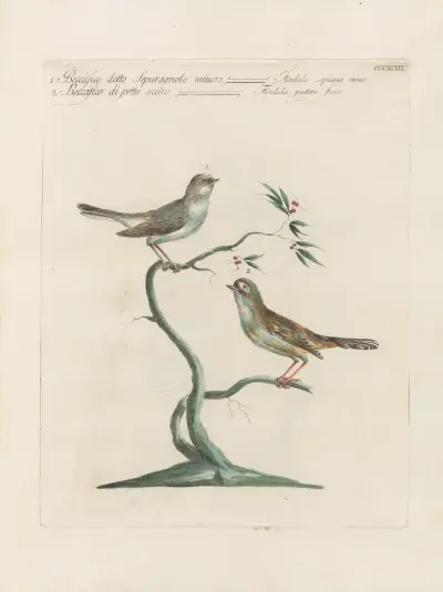 Ornithologia methodice digesta Pl.375 av Saverio Manetti