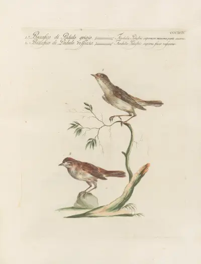 Ornithologia methodice digesta Pl.376 av Saverio Manetti