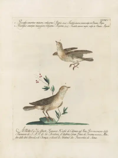 Ornithologia methodice digesta Pl.377 av Saverio Manetti
