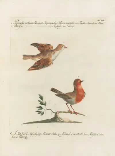 Ornithologia methodice digesta Pl.378 av Saverio Manetti