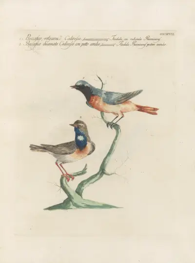 Ornithologia methodice digesta Pl.379 av Saverio Manetti