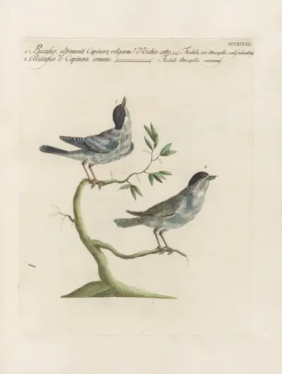 Ornithologia methodice digesta Pl.380 av Saverio Manetti