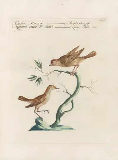 Ornithologia methodice digesta Pl.381 av Saverio Manetti