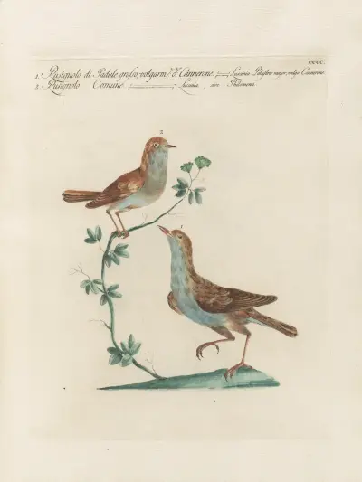 Ornithologia methodice digesta Pl.382 av Saverio Manetti
