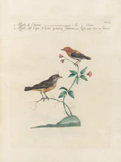 Ornithologia methodice digesta Pl.383 av Saverio Manetti