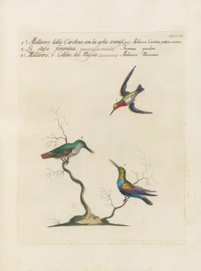 Ornithologia methodice digesta Pl.386 av Saverio Manetti