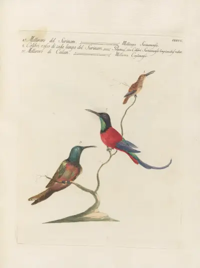 Ornithologia methodice digesta Pl.387 av Saverio Manetti