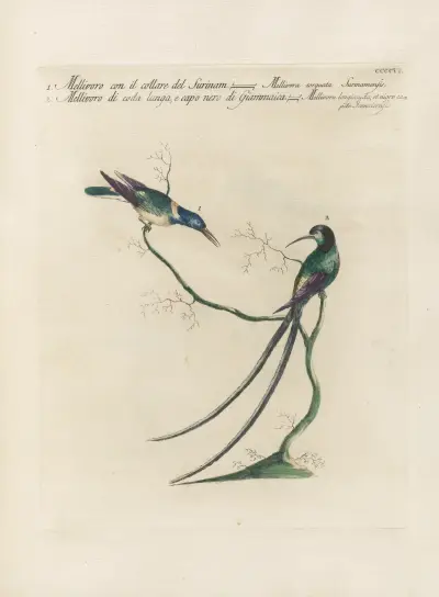 Ornithologia methodice digesta Pl.388 av Saverio Manetti