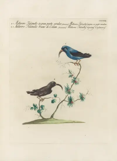 Ornithologia methodice digesta Pl.389 av Saverio Manetti