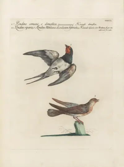 Ornithologia methodice digesta Pl.391 av Saverio Manetti
