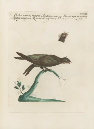 Ornithologia methodice digesta Pl.394 av Saverio Manetti
