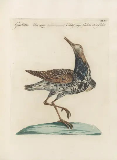 Ornithologia methodice digesta Pl.448 av Saverio Manetti